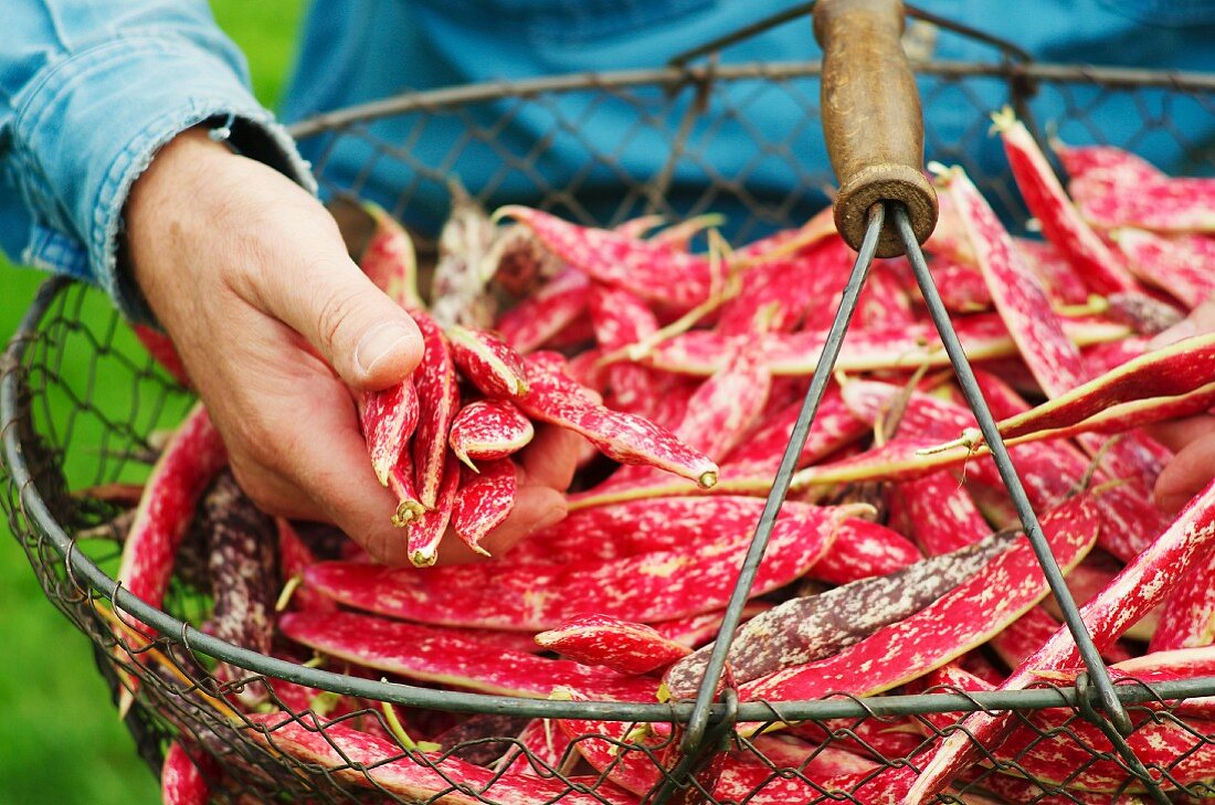 A man harvesting borlotti beans in a garden with a wire basket