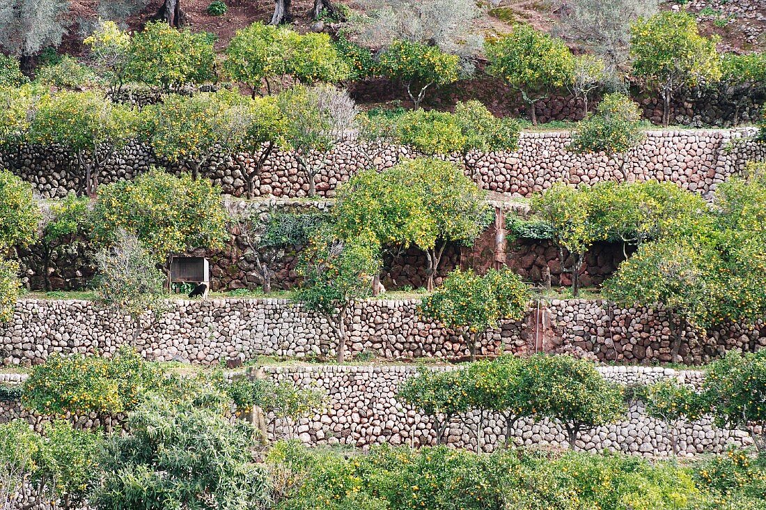 An orange plantation on the Spanish island of Majorca