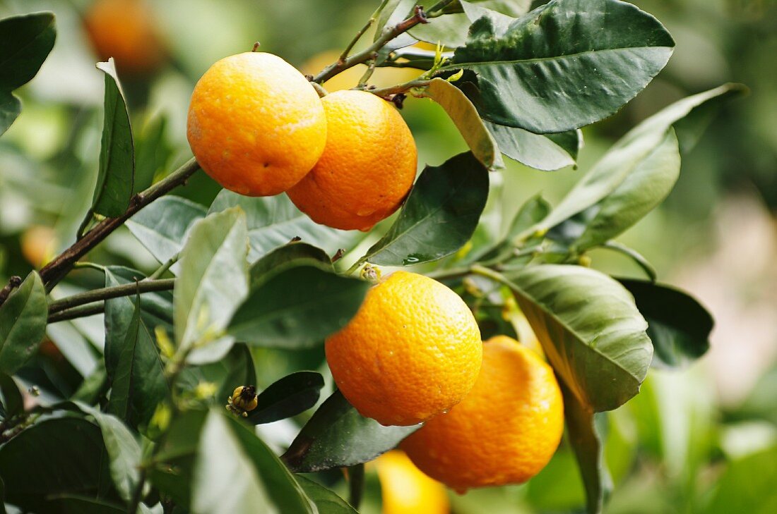 Orangen auf einem Baum (Mallorca)