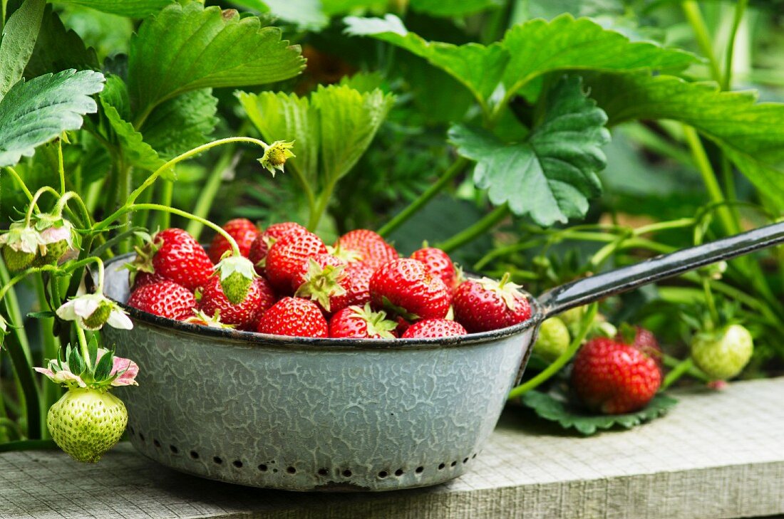 Freshly harvested strawberries in a grey enamel sieve in a garden