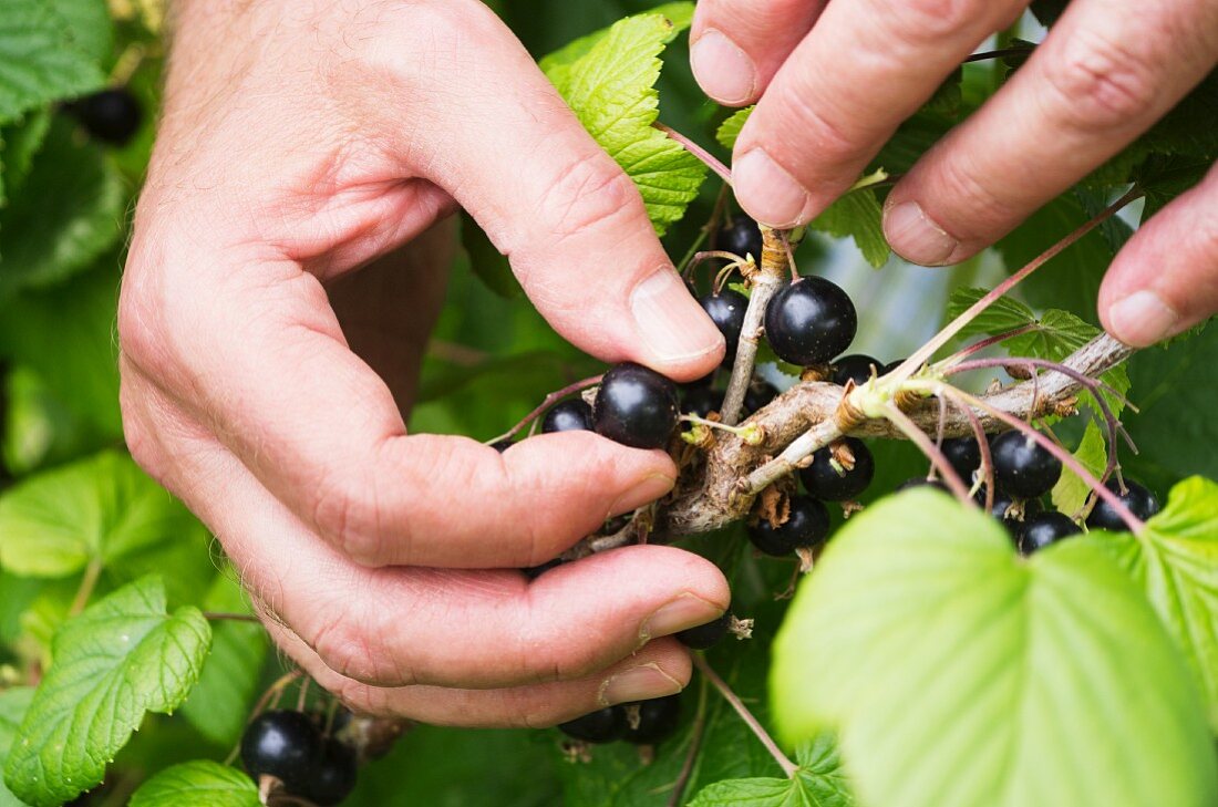 A man's hand picking blackcurrants from a bush