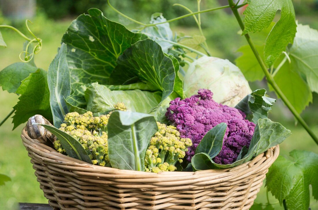 Various different types of cabbages in a basket in a garden