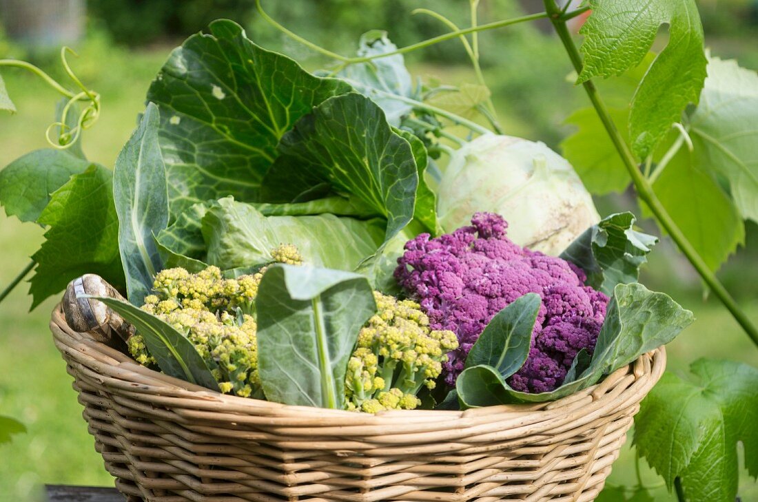 Verschiedene Kohlsorten im Korb im Garten