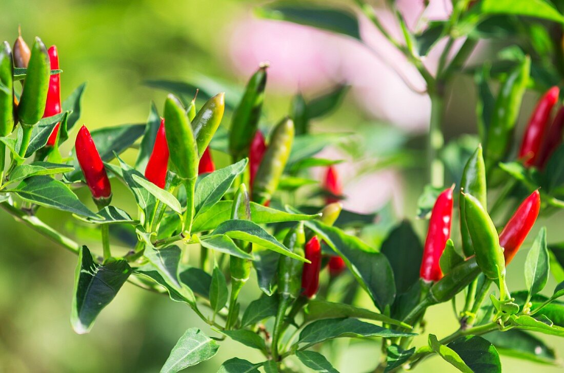 Rote Chilis im Garten an der Pflanze