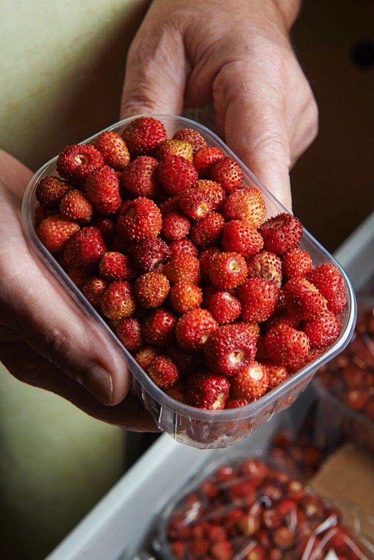 Hands holding a plastic punnet of wild strawberries