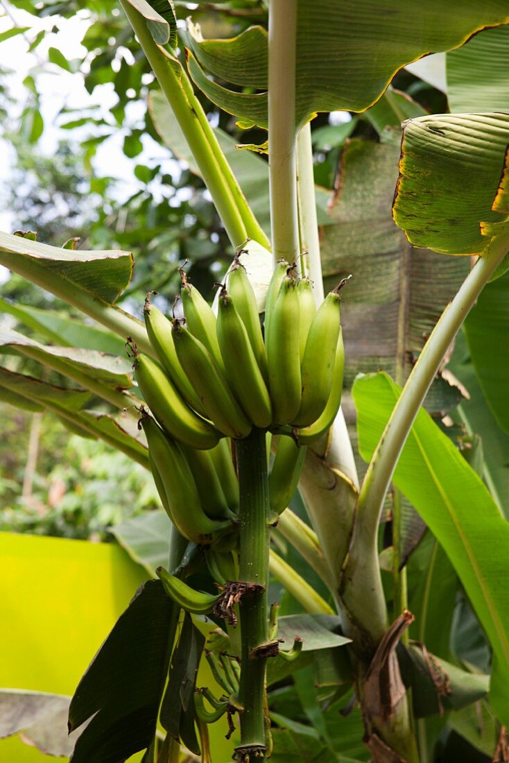 Bananas just before harvesting
