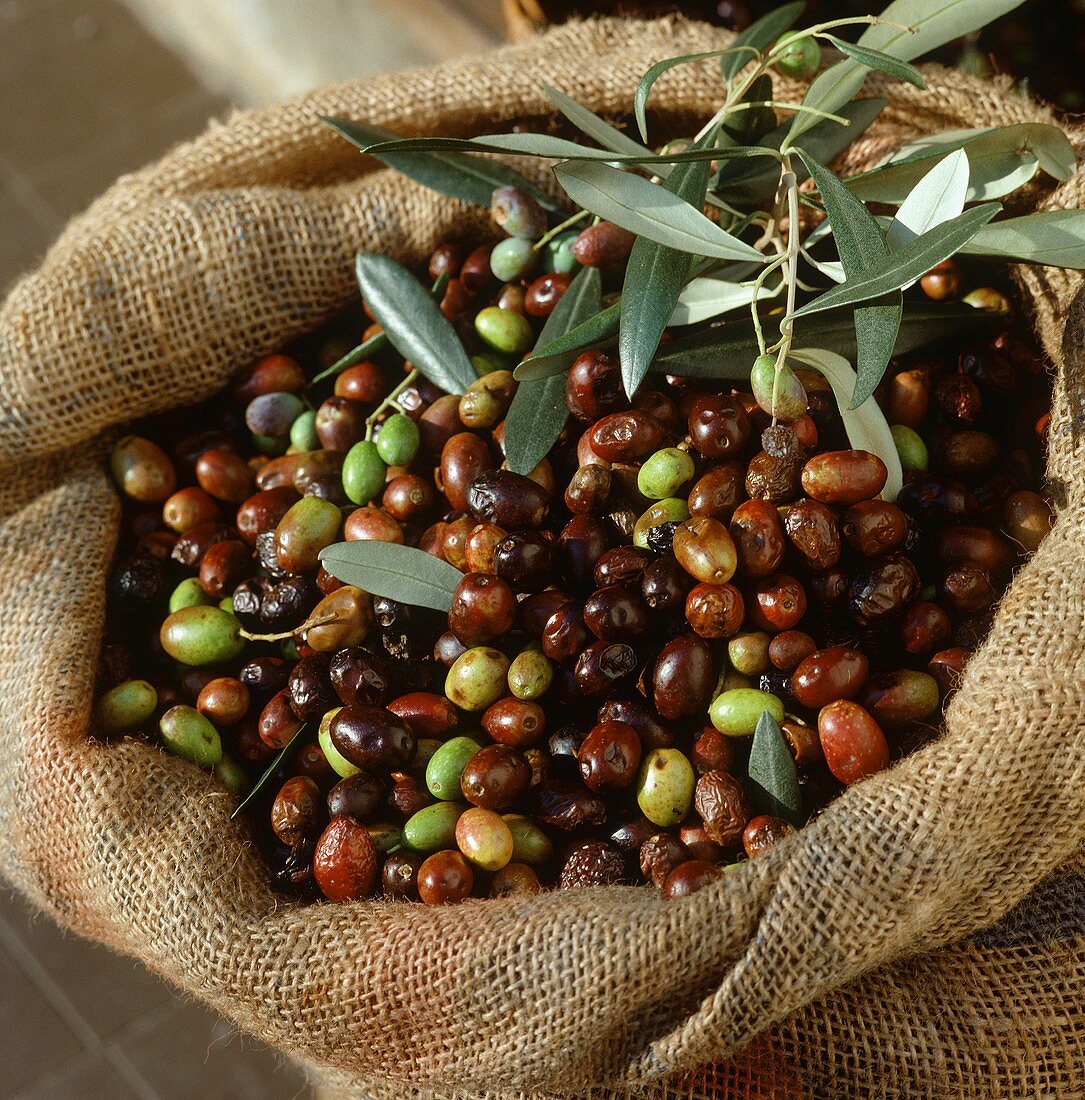 Frisch geerntete Oliven mit Olivenzweigen in Sack
