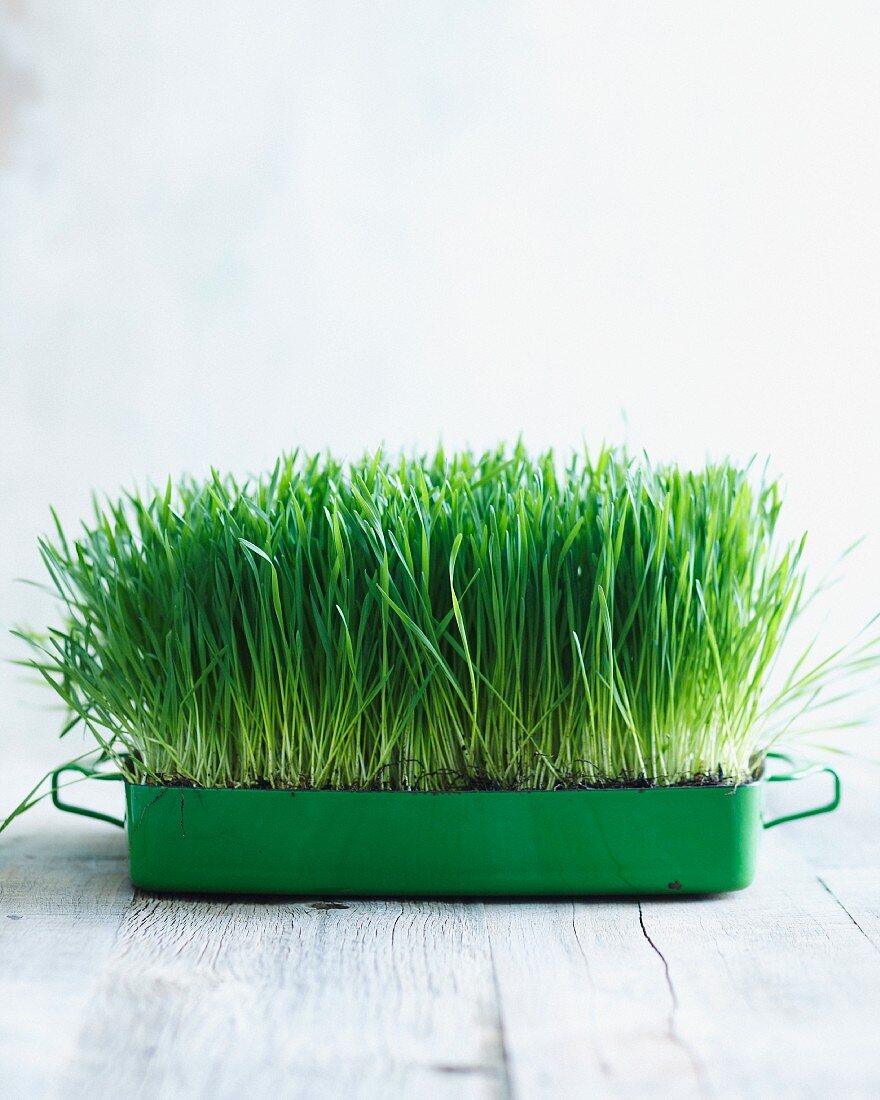 Wheatgrass growing in a small container