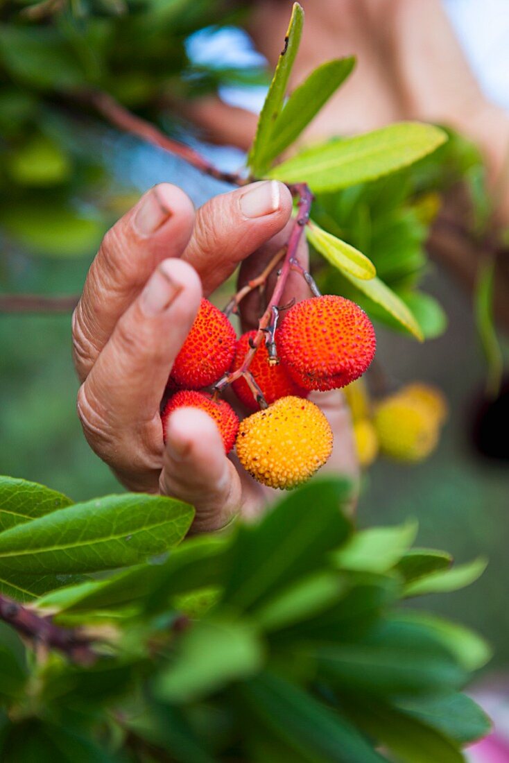 Arbutus - strawberry tree fruit