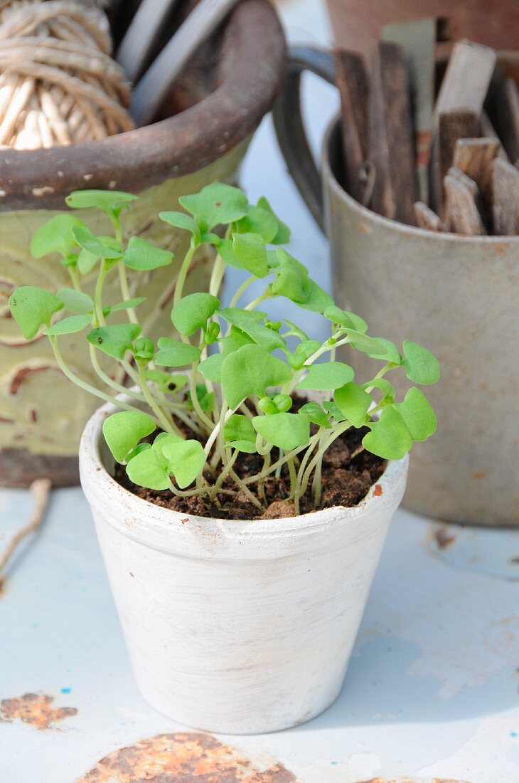 Basil seedlings in white pot in front of gardening utensils in pots