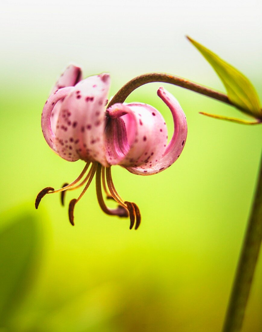 Flower of Turk's cap lily