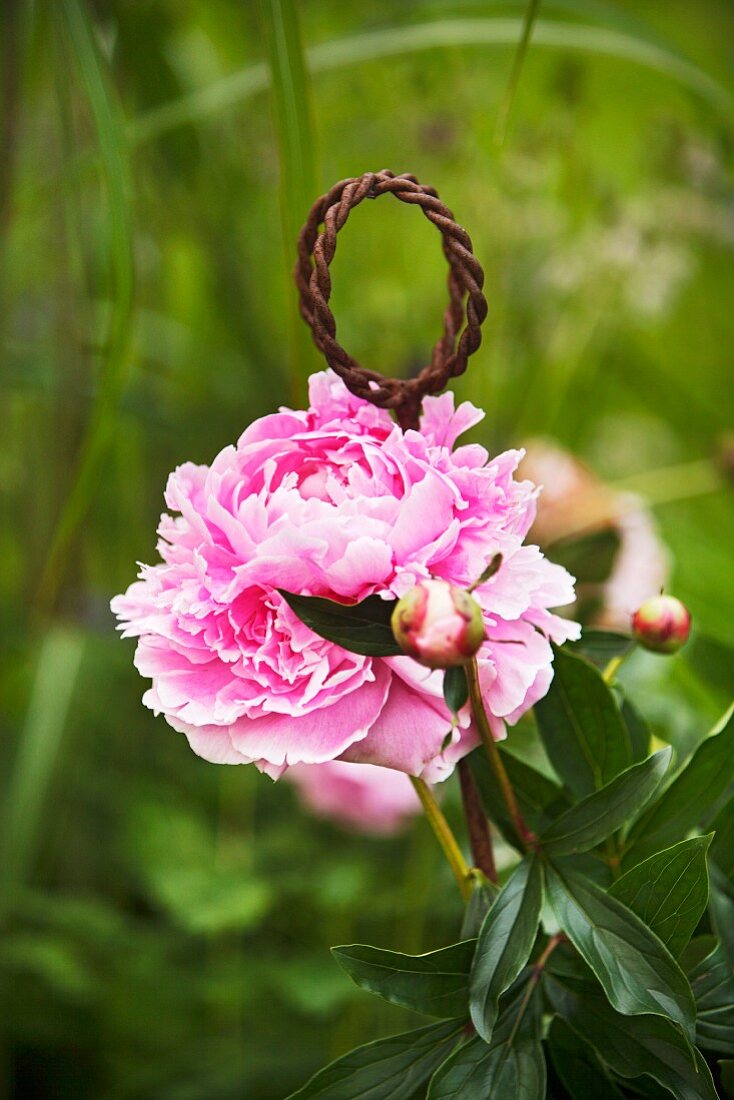 Rosa blühende Pfingstrose und Rankstab aus rostigem Metall