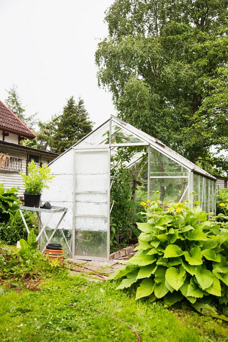 Flowering plants next to greenhouse in garden