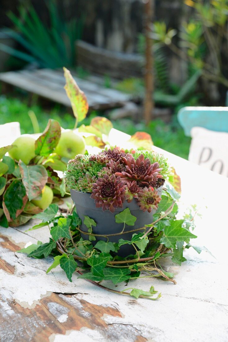 Houseleek (sempervivum) in grey pot surrounded by ivy in front of apple branch on old, rustic garden table