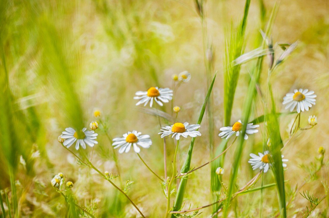 Kamillenblüten zwischen Gräsern