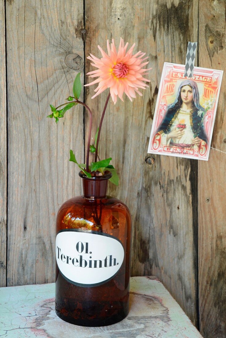 Lachsfarbene Dahlie in Vintage Apothekerflasche auf hellgrünem Tisch, nostalgische Postkarte mit Madonnamotiv an Bretterwand geheftet