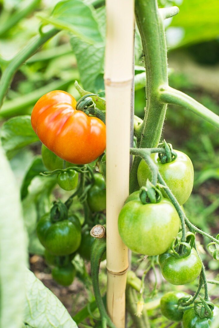 Tomaten an der Pflanze (Close Up)