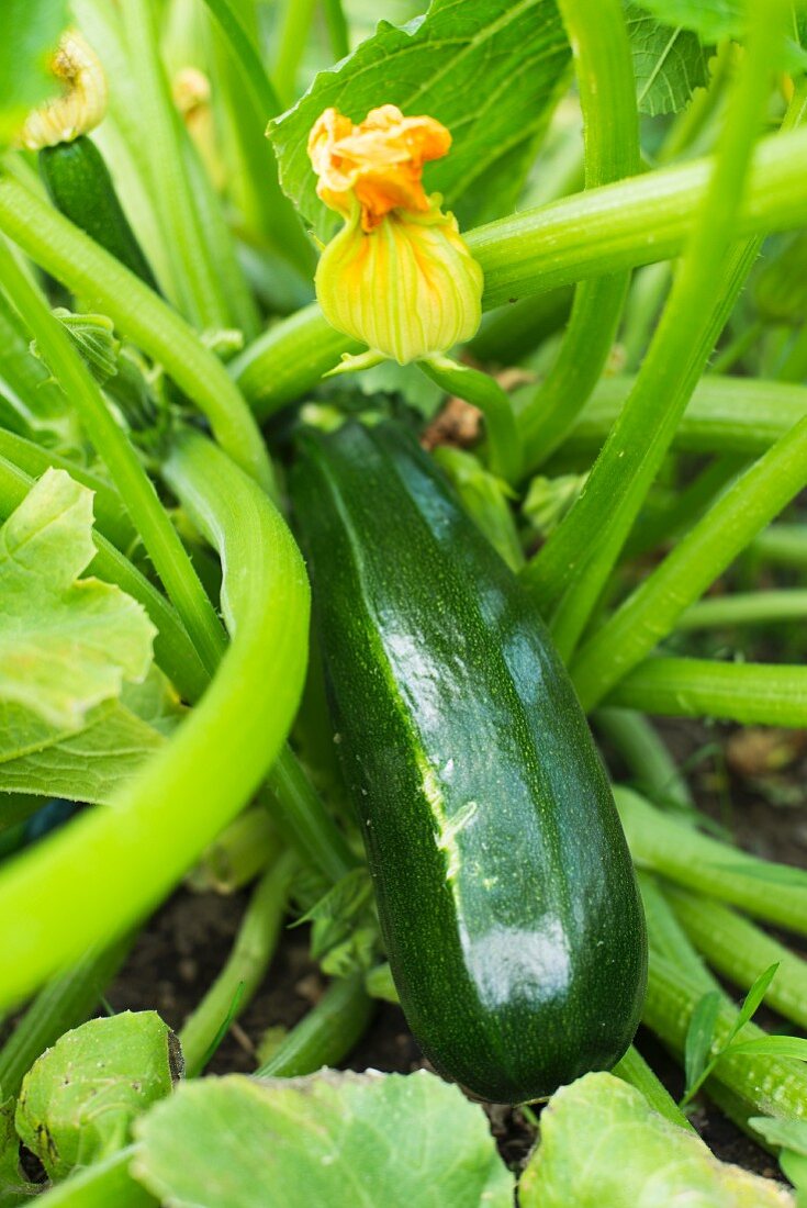 Zucchini an der Pflanze