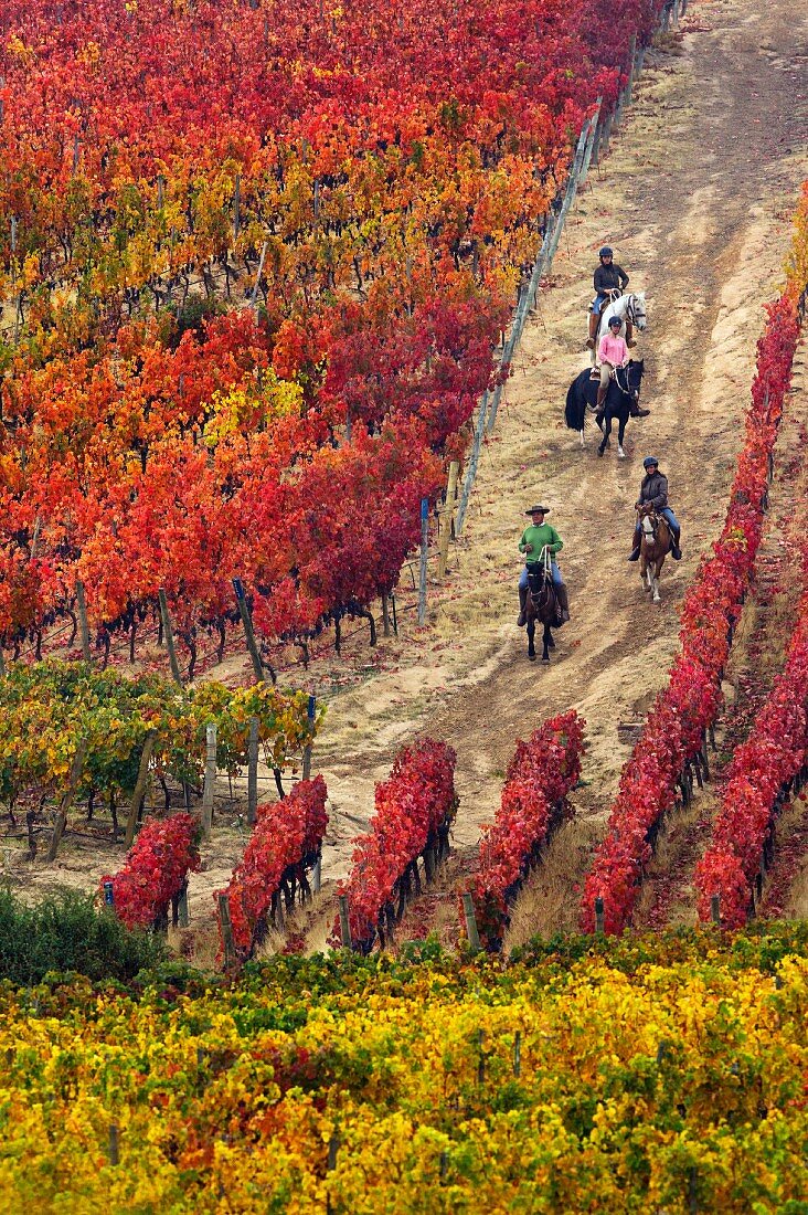 Reiter im herbstlichen Weinberg Clos Apalta von Lapostolle, Colchagua Valley, Chile