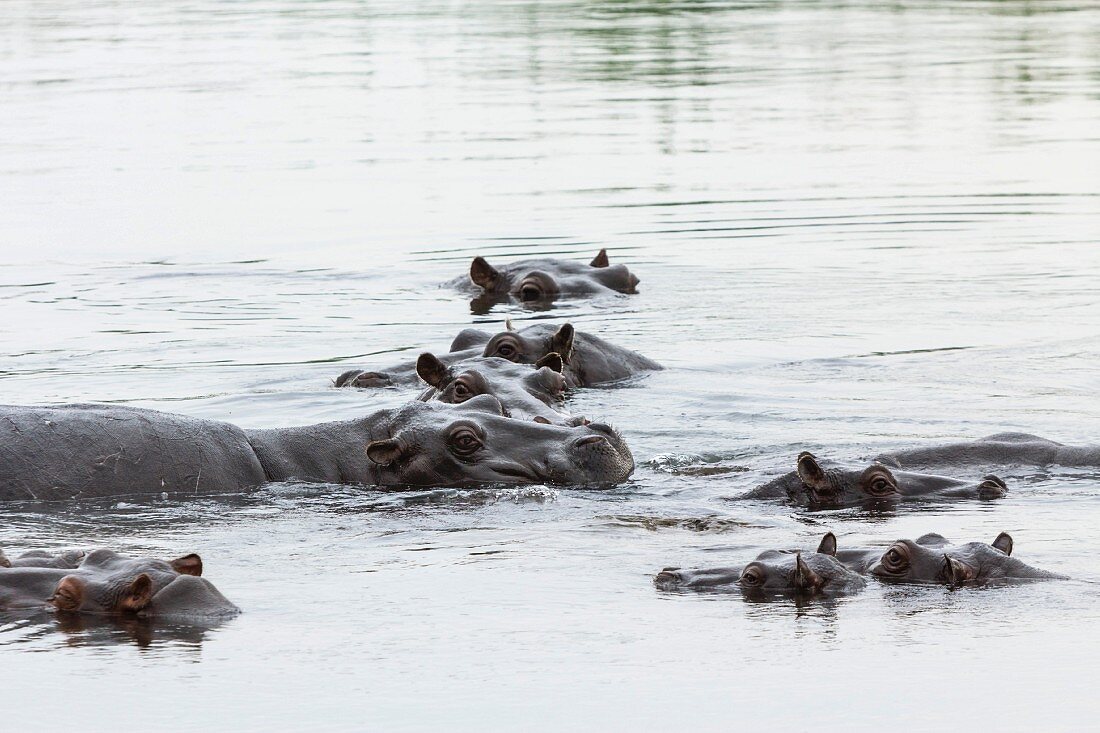 Hippos im Kwando Fluss, Mahango Nationalpark, Caprivi, Namibia