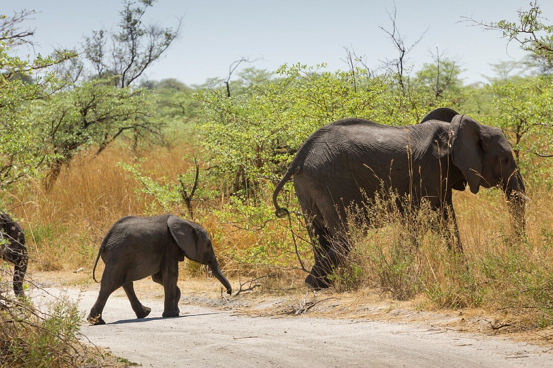 A herd of elephants crossing the street in Mudumu National Park, Caprivi, Namibia