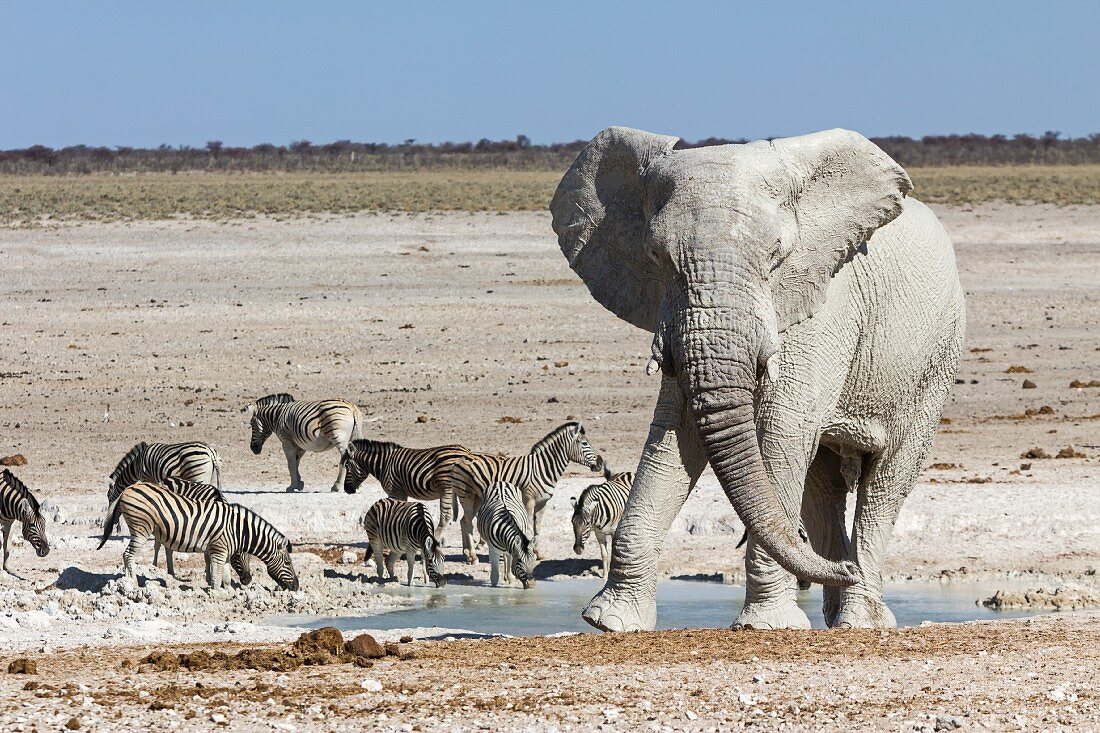 An elephant and zebras at the Nebrowni water hole, Etosha National Park, Namibia