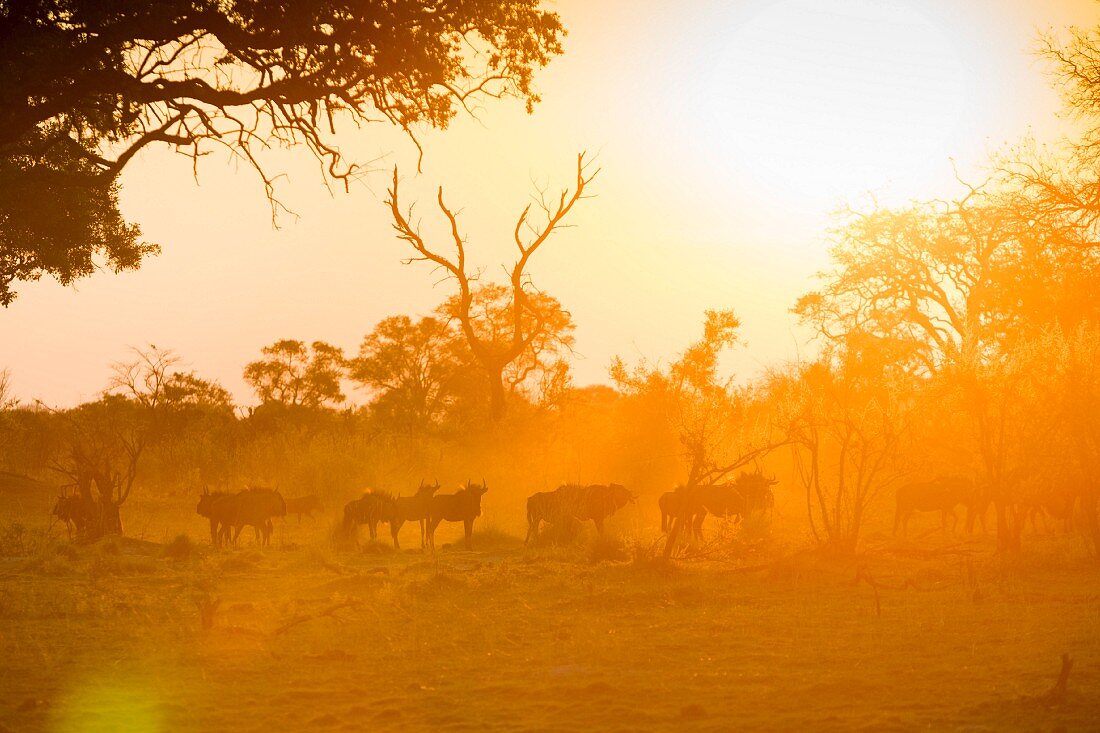 A herd of gnu against the setting sun, Bwabwata National Park, Caprivi, Namibia