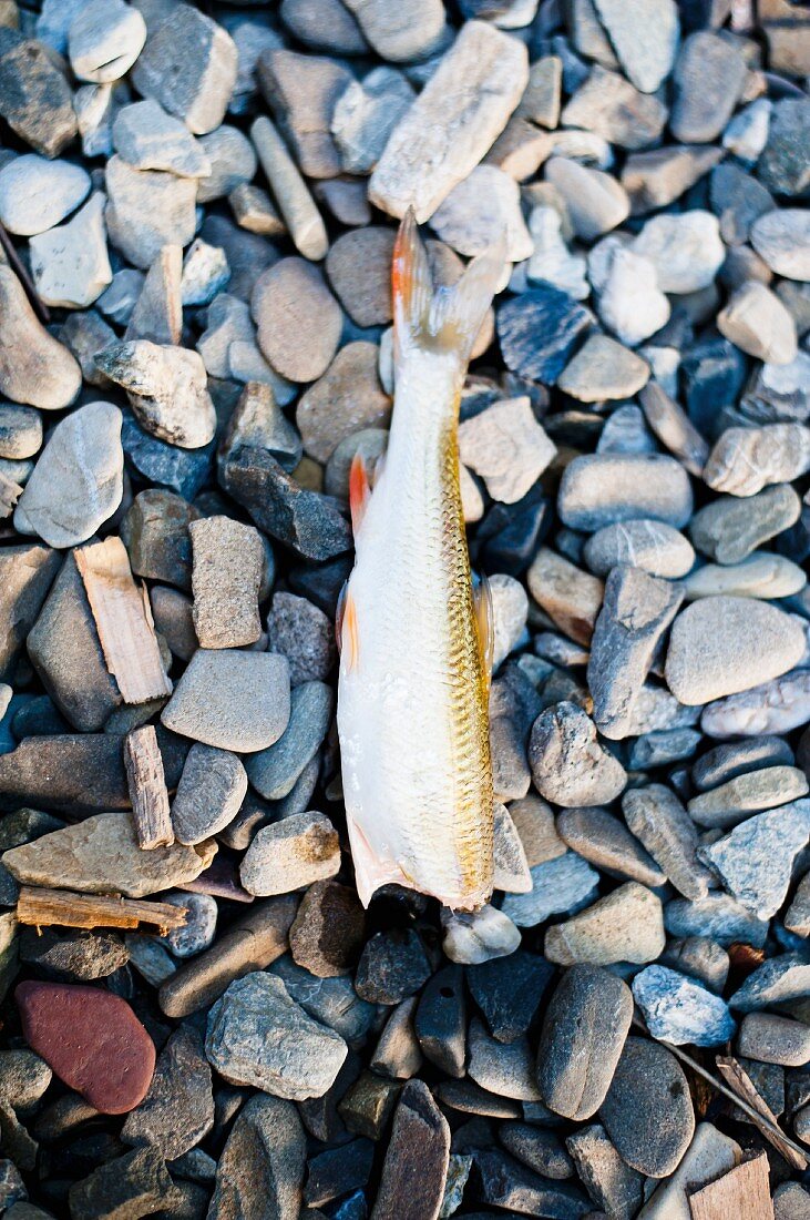 Fisch ohne Kopf auf Kieselsteinen (Draufsicht)