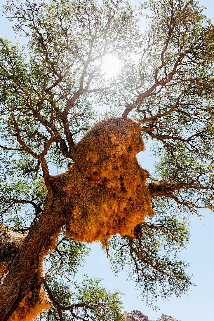 A weaver bird nest in an acacia tree, NamibRand Private Reserve, Namibia