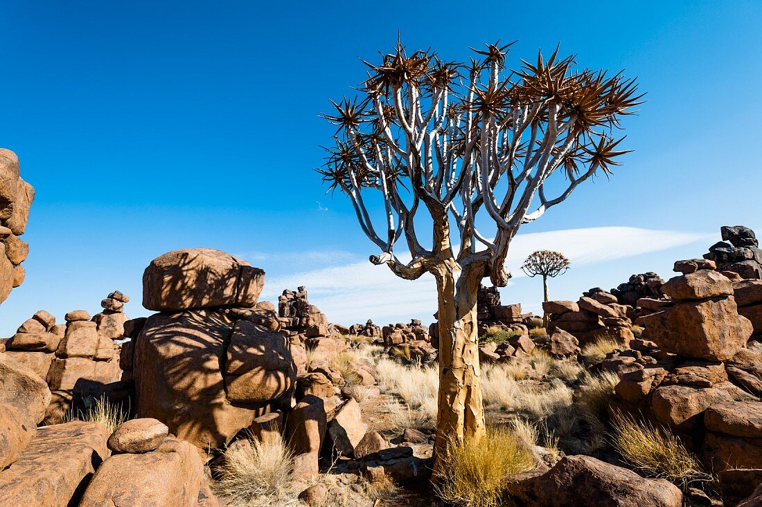 A quiver tree at Giant's Playground near Keetmanshoop, Namibia