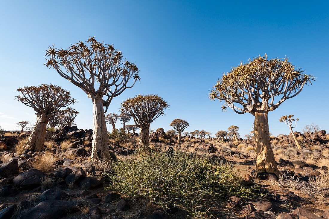 A quiver tree forest near Keetmanshoop, Namibia