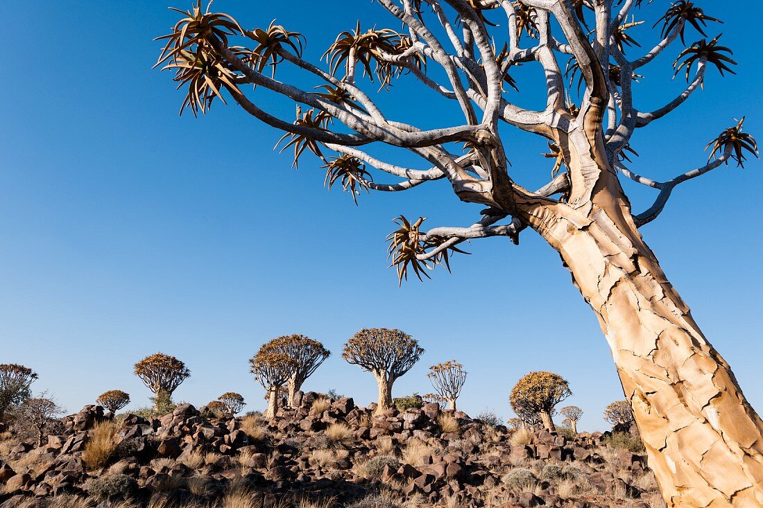 Köcherbaumwald bei Keetmanshoop, Namibia