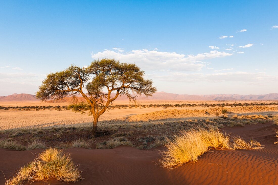 A lone tree in the barren Namibian desert