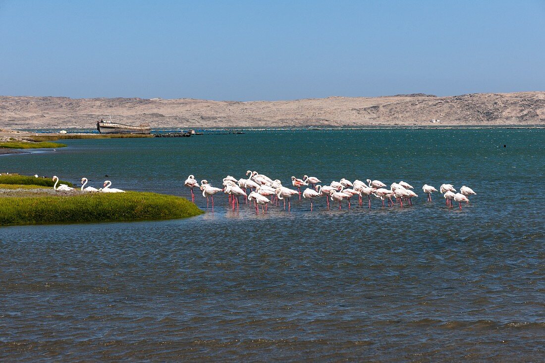 Flamingos am Strand von Lüderitz, Namibia