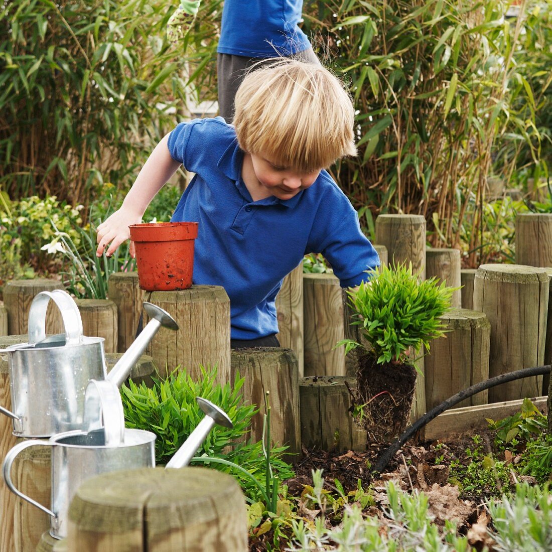 School boy removing plant from pot in garden