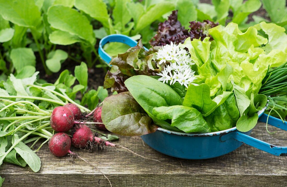 A spring harvest from a raised bed featuring radishes, lettuce and herbs