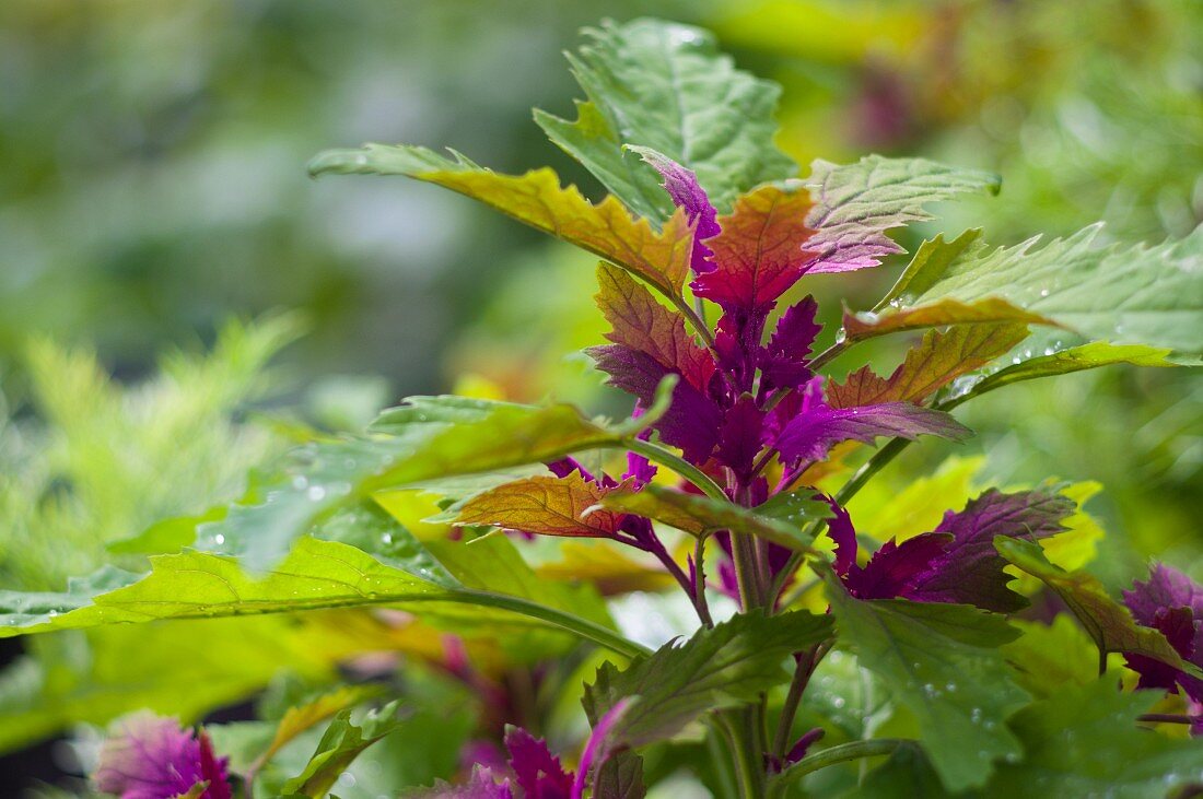 Baumspinat (Chenopodium giganteum) im Garten