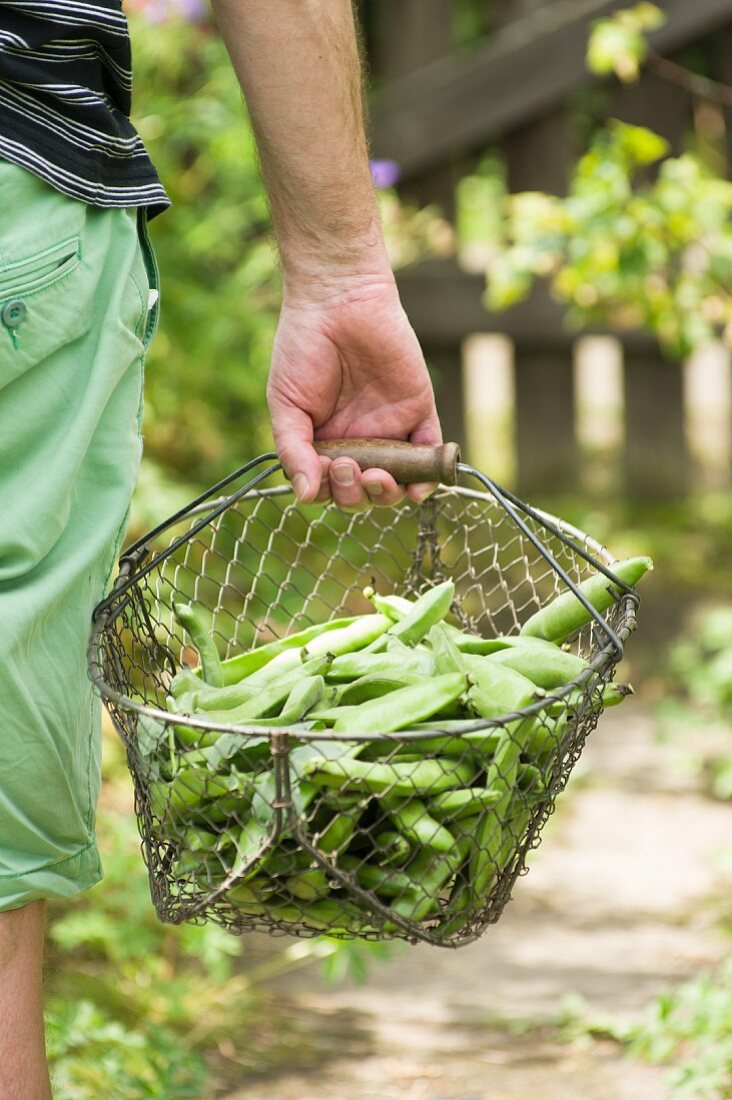 A man carrying a basket of freshly harvested broad beans in from the garden