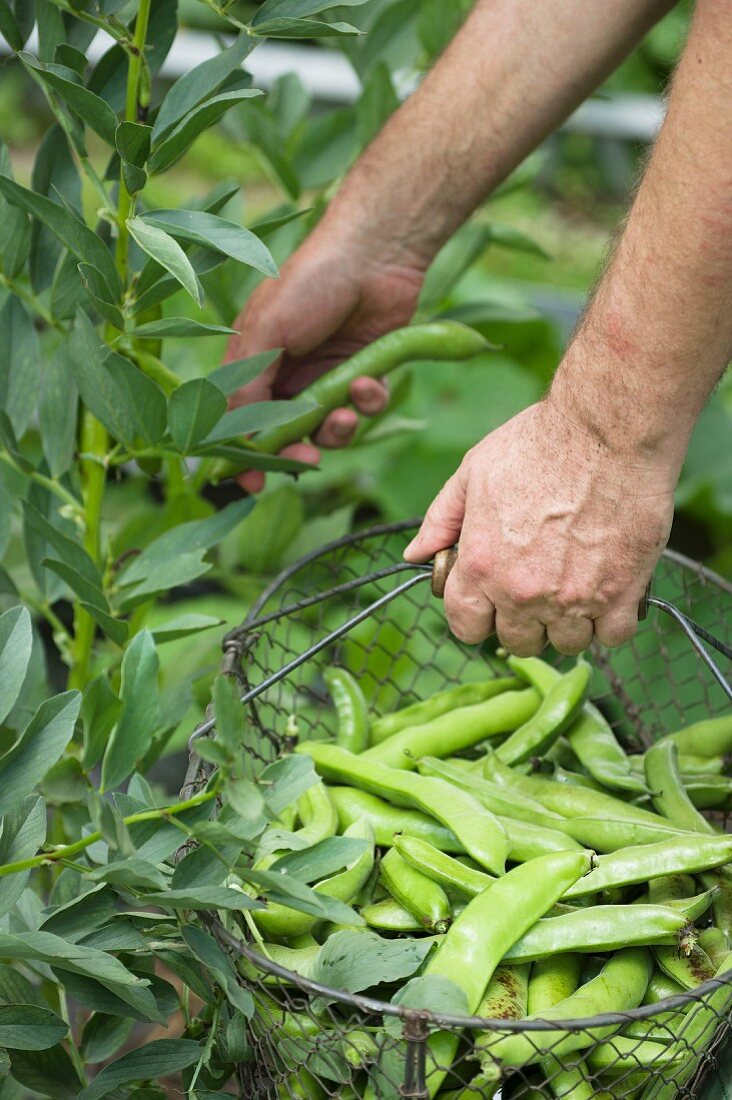 Mann pflückt Dicke Bohnen in einen Drahtkorb im Garten