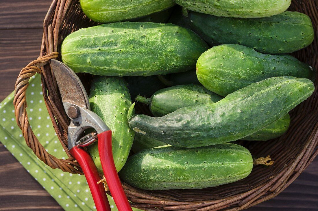 Gurkenernte im Garten