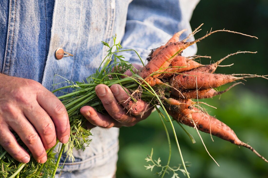 A man in a garden holding freshly harvested carrots