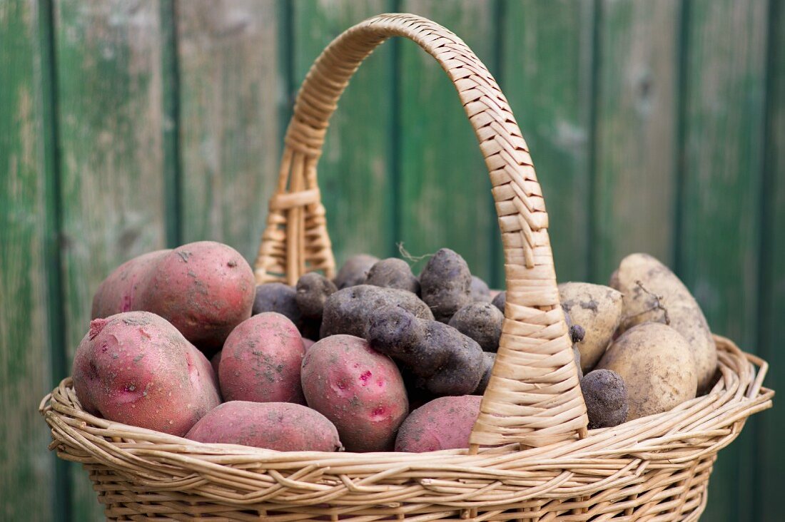 Red Rosara potatoes, yellow Solist potatoes and truffle potatoes in a harvesting basket in a garden