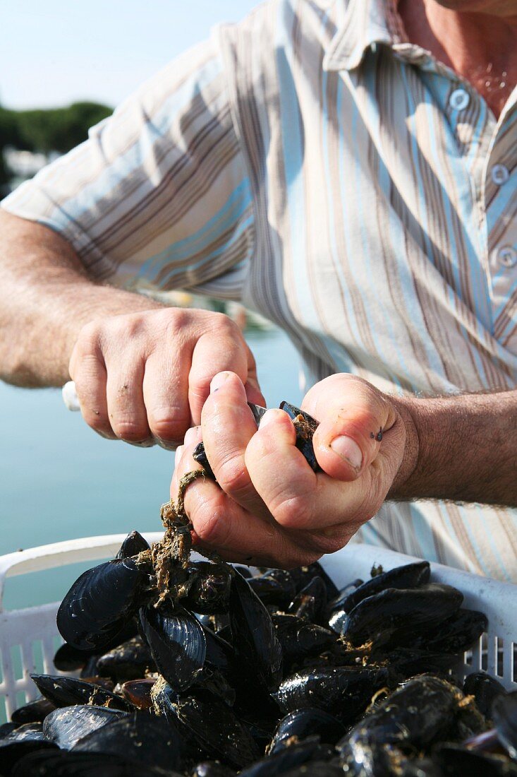 A fisherman opening a mussel
