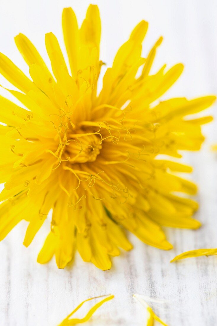 A close-up of a dandelion on white wood