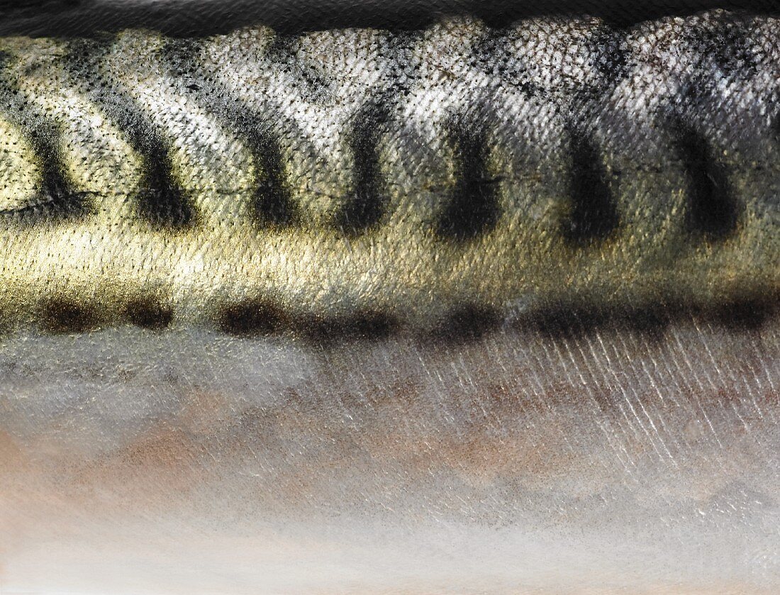 A close-up of mackerel skin