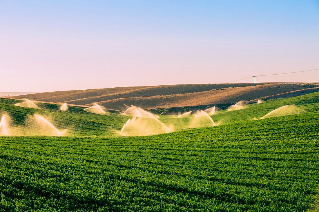 Illuminated sprinklers watering a crop field