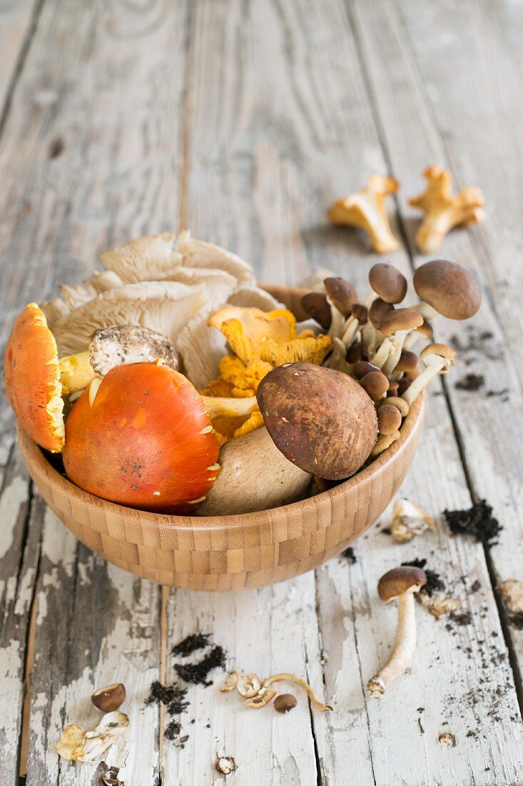 An autumnal arrangement of mushrooms