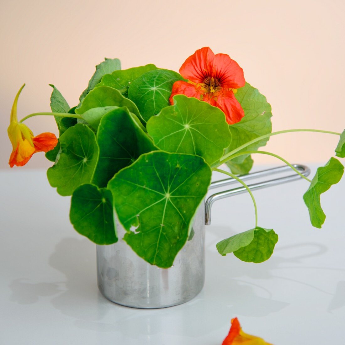 Frische Kapuzinerkresse mit Blüten im Stieltopf