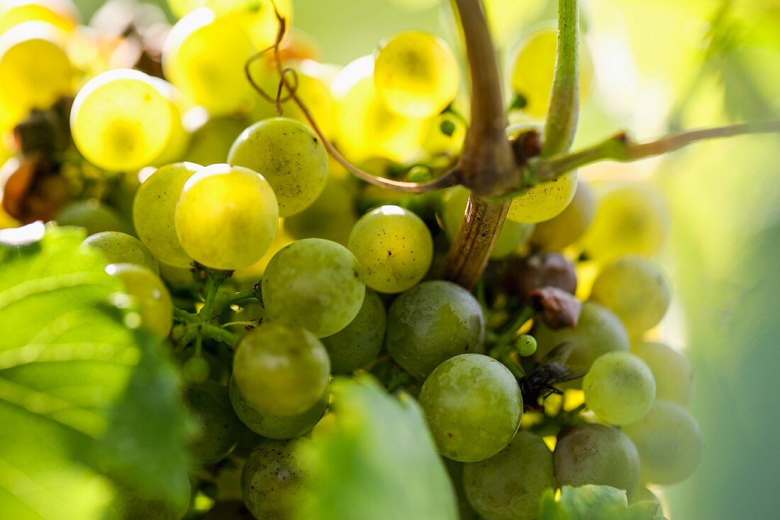 Right grapes on a vine
