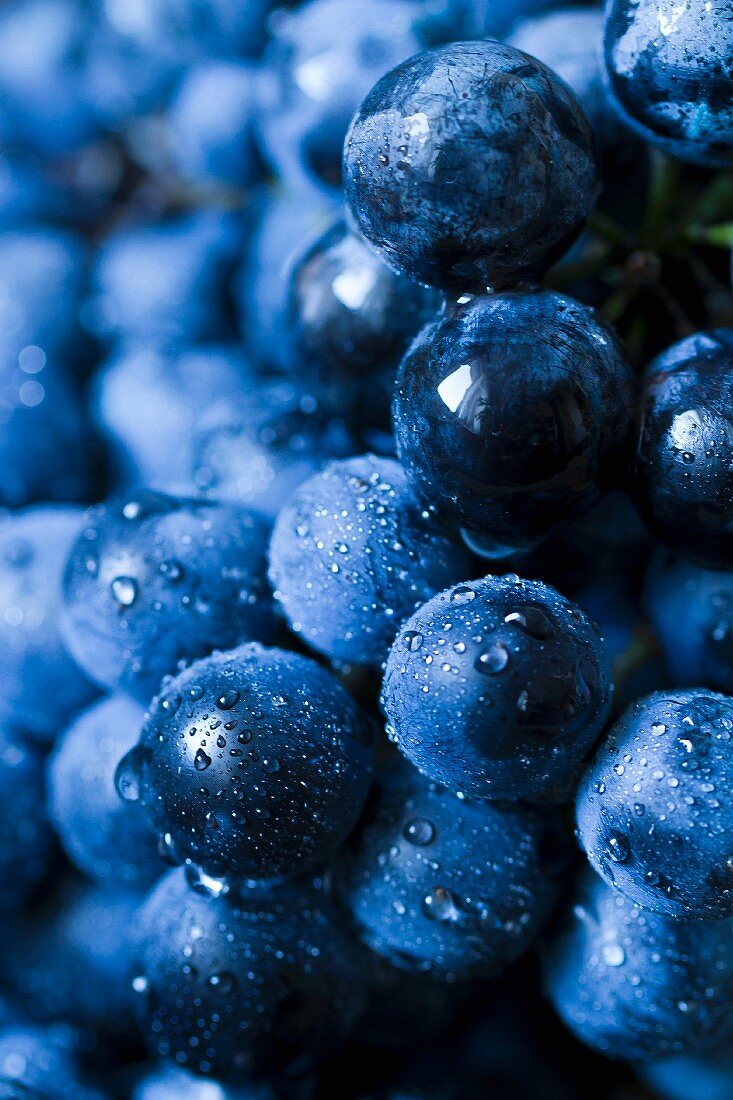 Blaue Weintrauben mit Wassertropfen, Close-up